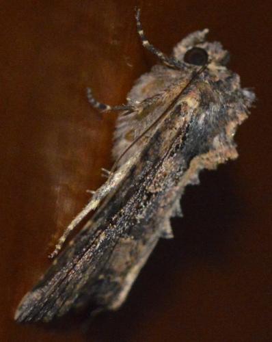 Mesapamea sp.
